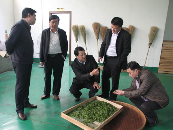 市政府副市長鄭志強等領(lǐng)導同志視察廣義 茶印象園春茶生產(chǎn)情況